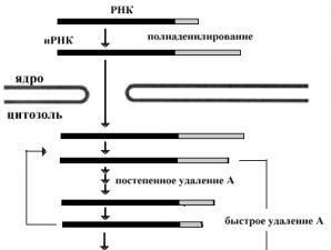Этапы транскрипции и процессинга у эукариот
